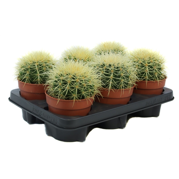 Echinocactus Grusonii 12Ø 22cm