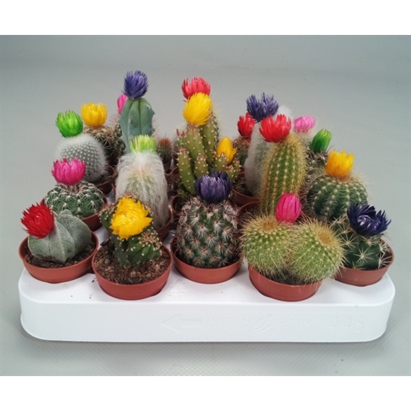 Cactus dryflowers mix 5,5Ø 5cm