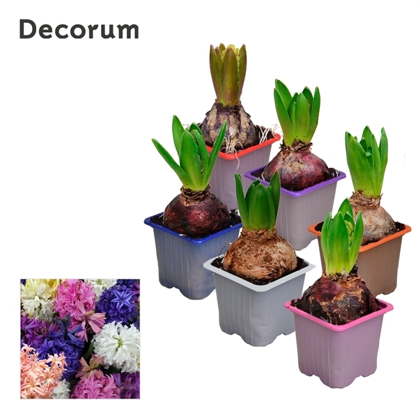 Hyacinthus orientalis mix 7Ø 12cm 1pp
