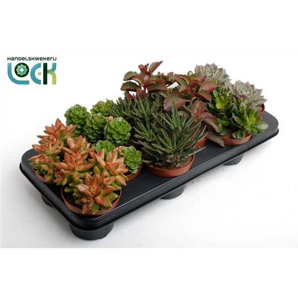 Succulent mix 10,5Ø 15cm