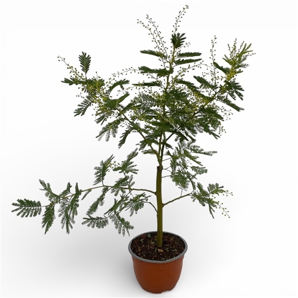 Acacia Mimosa Daelbata 19Ø 75cm