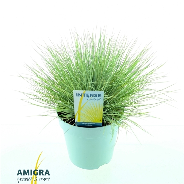 Festuca glauca Amigold 17Ø 30cm