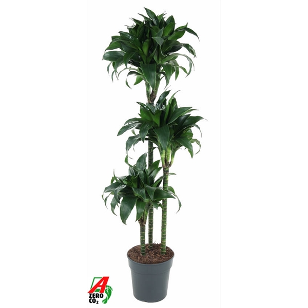 Dracaena Tatuada 120-90-60-30 24Ø 130cm 3pp