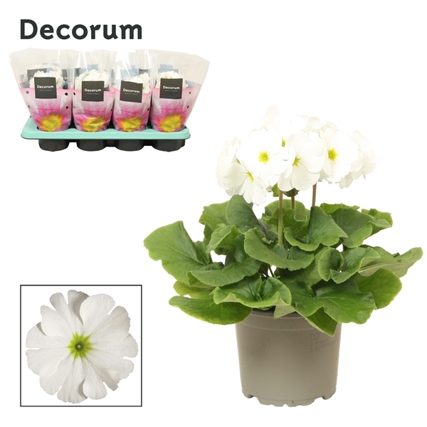 Primula obconica white 12Ø 30cm