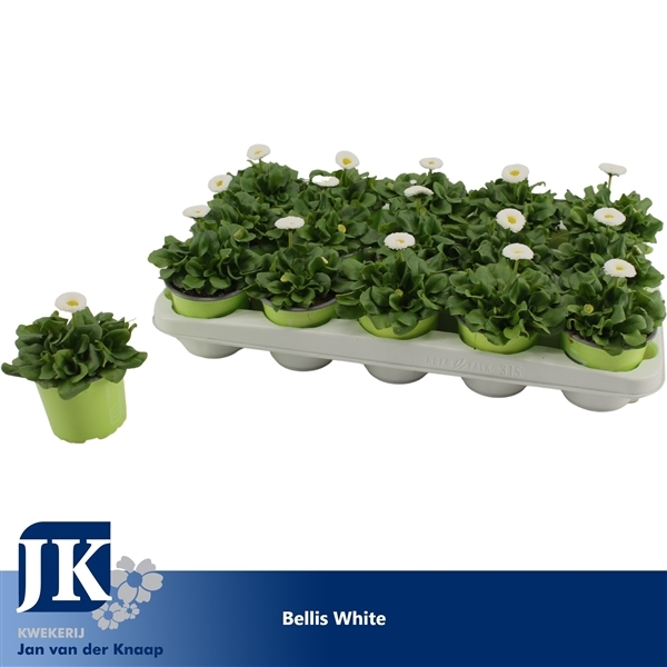 Bellis Rusher White 10,5Ø 15cm