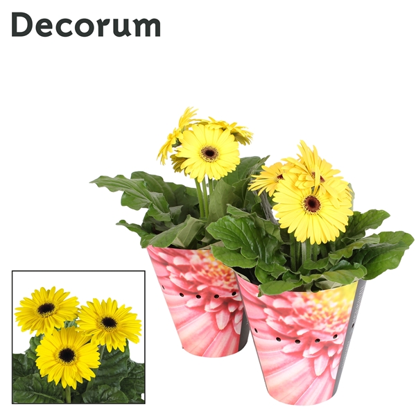 Gerbera yellow potcover 12Ø 25cm 2fl