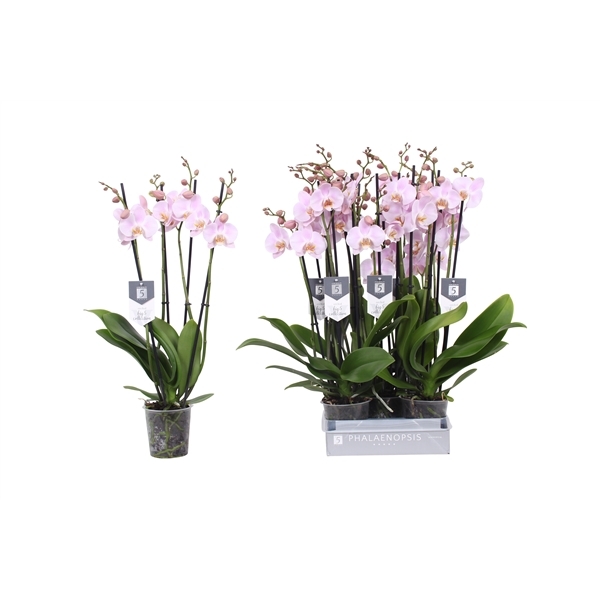 Phalaenopsis Rosion 12Ø 60cm 4st 25fl