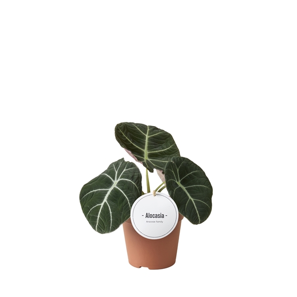 Alocasia Black Velvet 12Ø 25cm 1pp