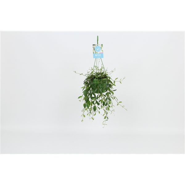Codonanthe crassifolia 14Ø 30cm