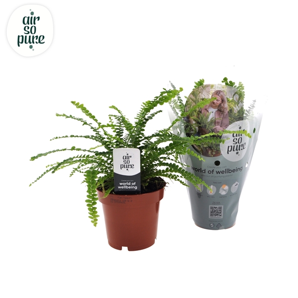 Nephrolepis cordifolia Duffii 12Ø