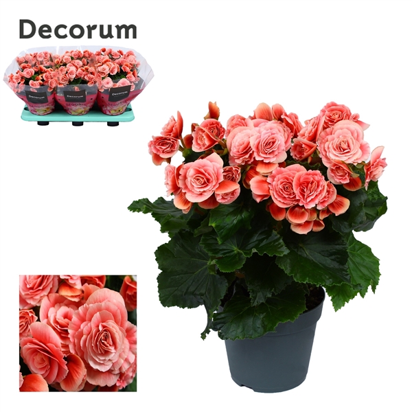 Begonia Elatior Borias 14Ø 32cm