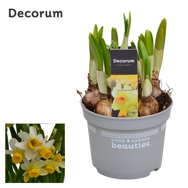 Narcissus Spring Sunshine 12Ø 17cm