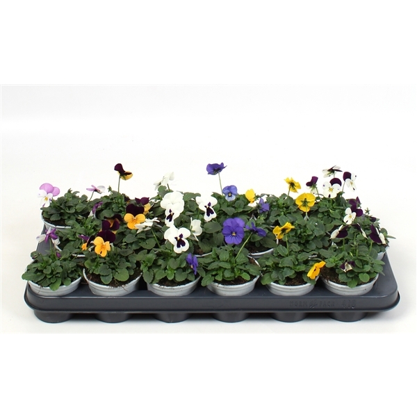 Viola cornuta mixed 9Ø 10cm
