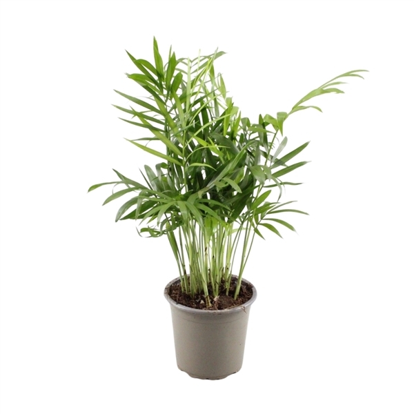 Chamaedorea elegans 9Ø 30cm