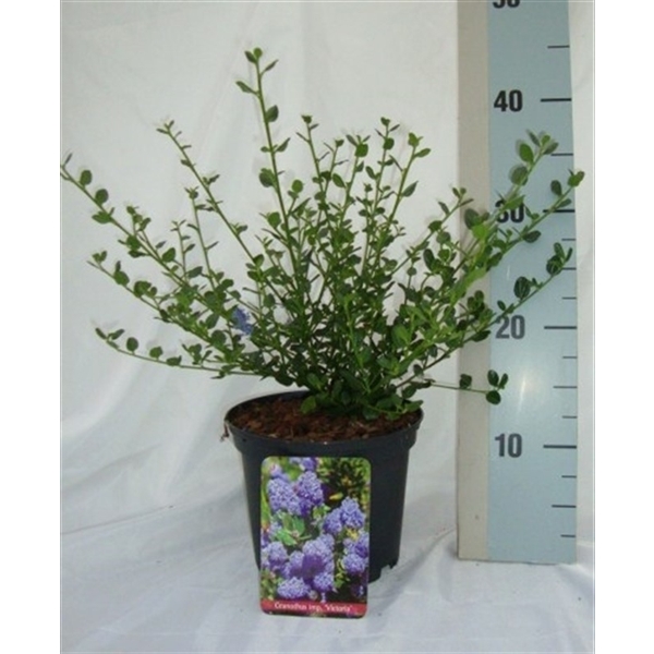Ceanothus impressus Victoria 17Ø 35cm