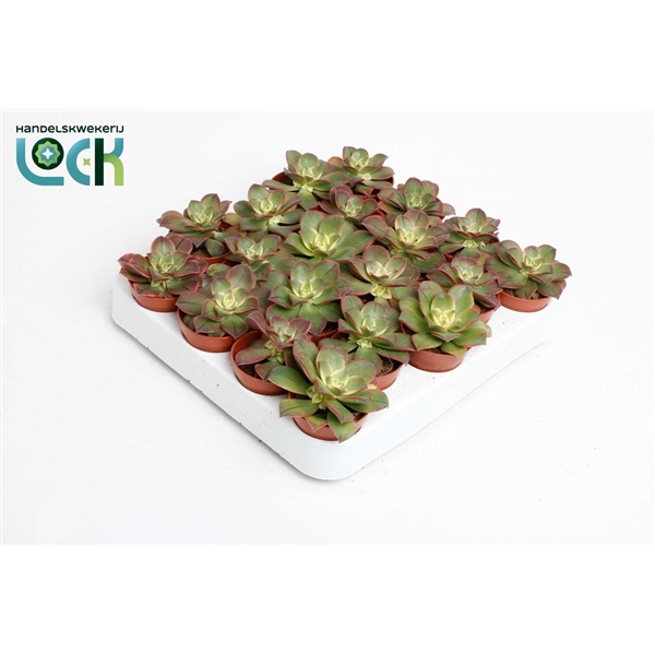 Aeonium Tricolor Kiwi 5,5Ø 10cm