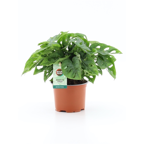 Monstera Adansonii 12Ø 25cm 1pp