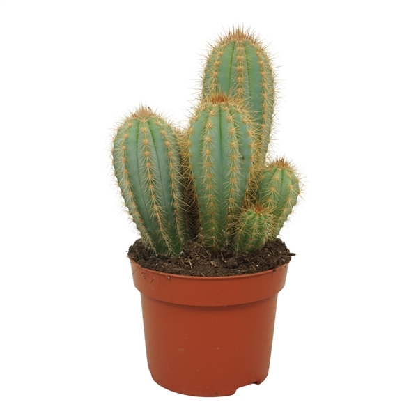 Pilosocereus pachycladus 12Ø 20cm