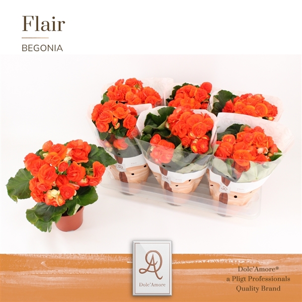 Begonia Elatior du Reina 14Ø 31cm