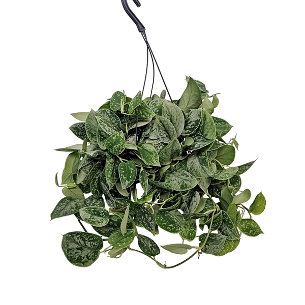Scindapsus Pictus Silvery Ann 19Ø