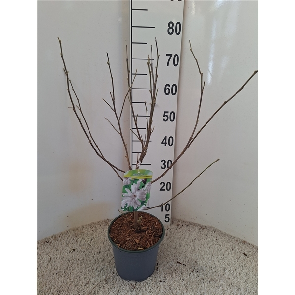 Magnolia stellata 19Ø 75cm