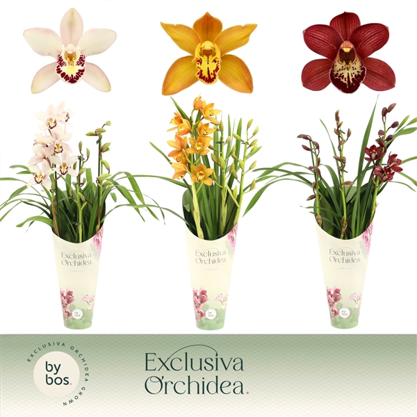 Cymbidium mix in potcover (Cites) 12Ø 60cm 3st