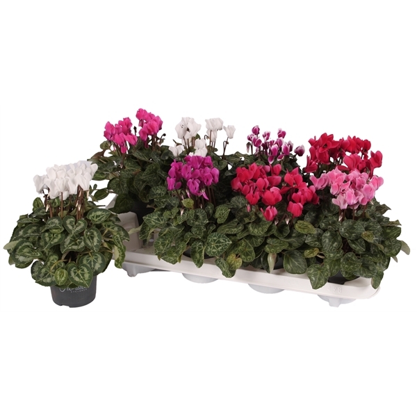 Cyclamen SS Carino mix 10,5Ø 25cm