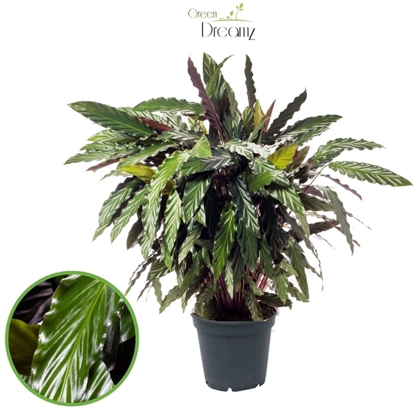 Calathea Rufibarba 17Ø 55cm
