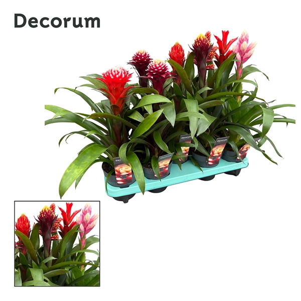 Guzmania ballmix exclusive 13Ø 50cm
