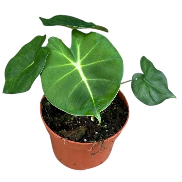 Alocasia micholitziana Round Type 8Ø 10cm 1pp