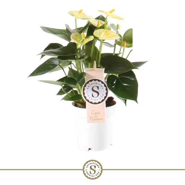 Anthurium Yellow Champion 9Ø 30cm 3fl