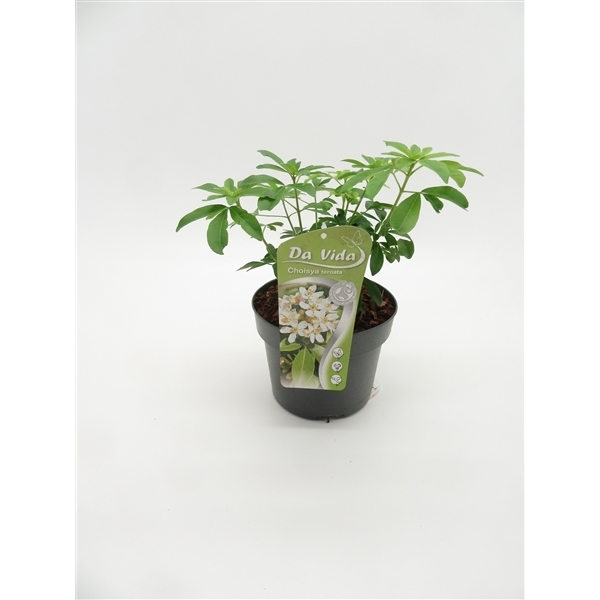 Choisya ternata 19Ø 35cm