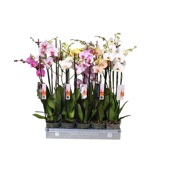 Phalaenopsis mix Italian 12Ø 70cm 2st 18fl