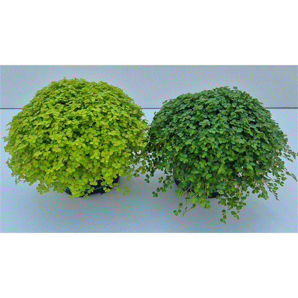 Soleirolia soleirolii mix 11Ø 14cm