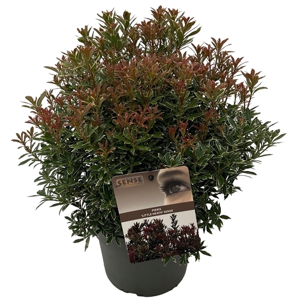 Pieris japonica Little Heath 19Ø 40cm