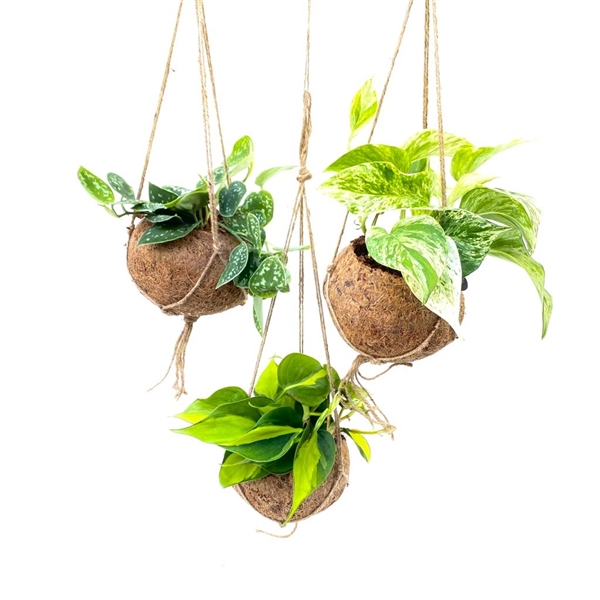 Kokodama Scindapsus 15Ø 20cm