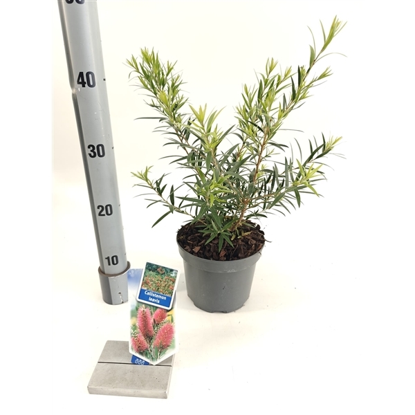 Callistemon Laevis 17Ø 40cm