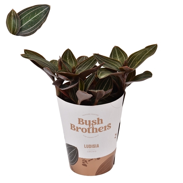 Ludisia discolor (Cites) 9Ø 15cm 2st
