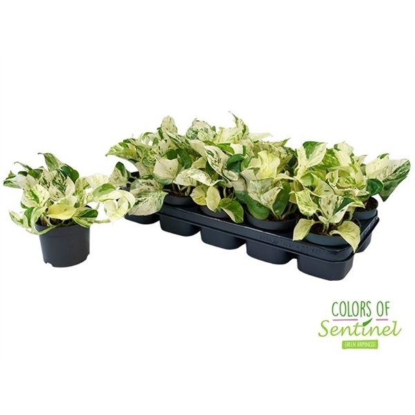 Epipremnum pinnatum Happy Leaf 12Ø 25cm