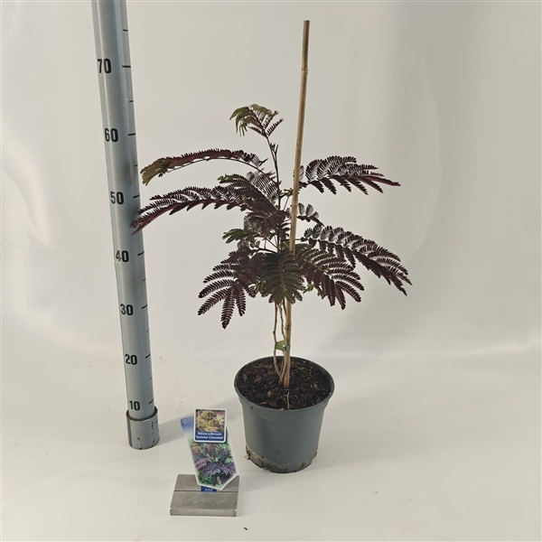 Albizia julibrissin Summer Chocolate 19Ø 70cm