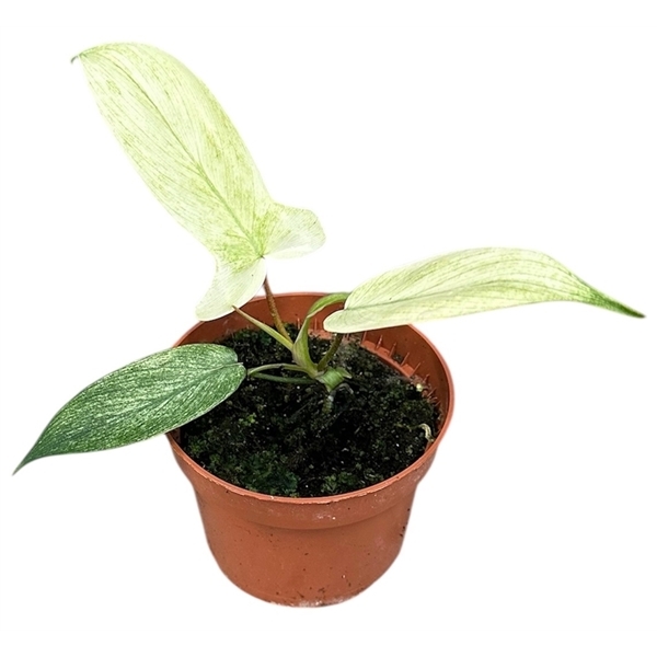 Philodendron Florida Ghost 10,5Ø 15cm
