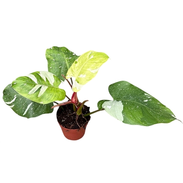 Philodendron Fresh Aurea 14Ø 25cm