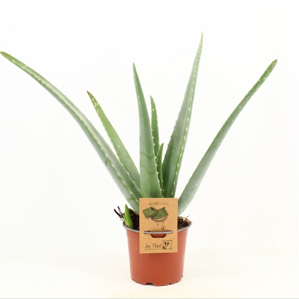 Aloe Vera 12Ø 40cm