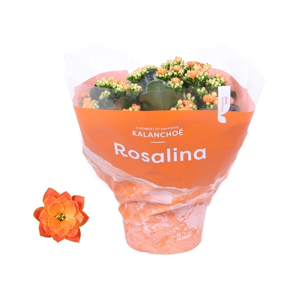 Kalanchoe Rosalina Don Pedro TsT 15Ø 27cm