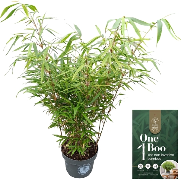 Fargesia robusta Formidable 23Ø 75cm