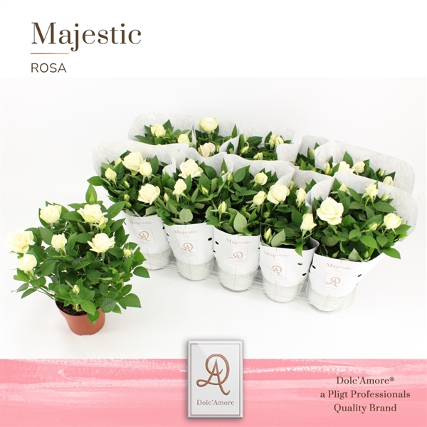 Rosa White Dolc'Amore 12Ø 29cm