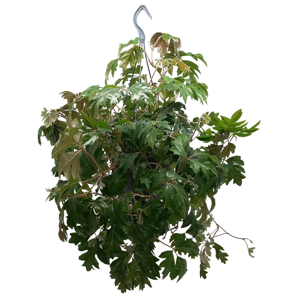 Cissus rhombifolia Ellen Danica 19Ø