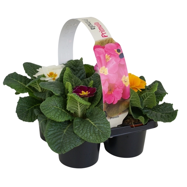 Primula Acaulis Eblo mix in 4-PACK 9Ø 12cm