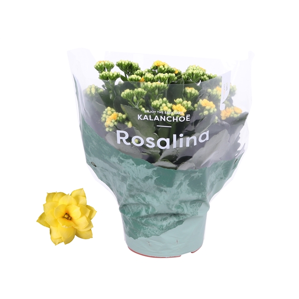 Kalanchoe bl Rosalie Don Amarillo 15Ø 27cm