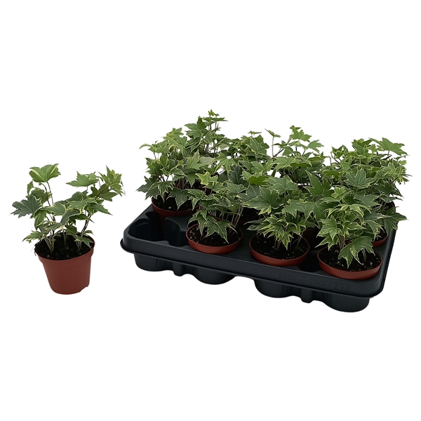 Hedera helix Yellow Ripple 8,5Ø 7cm